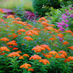 Une image de Spirée Japonaise 'Goldflame': Un Arbuste Coloré pour Votre Jardin de Montagne - image générée par IA (DALL-E)
